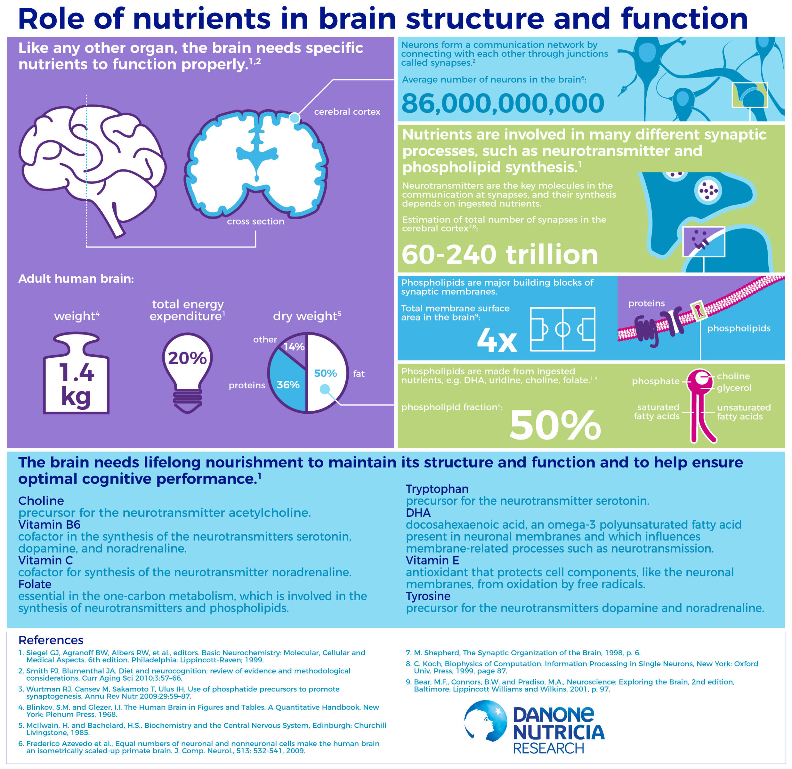 Need brain. Functions of nutrients. Brain structure. Role of Nutrition in Human Life. Diet and Brain functions.